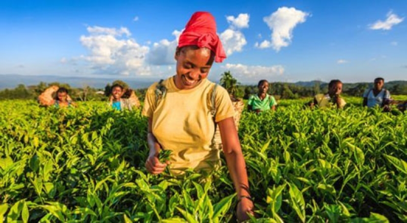 credit-hadynya-istock-by-getty-images-via-international-monetary-fund-imf-c62e32104d9a3212378dc0692ab467511738821903.jpg