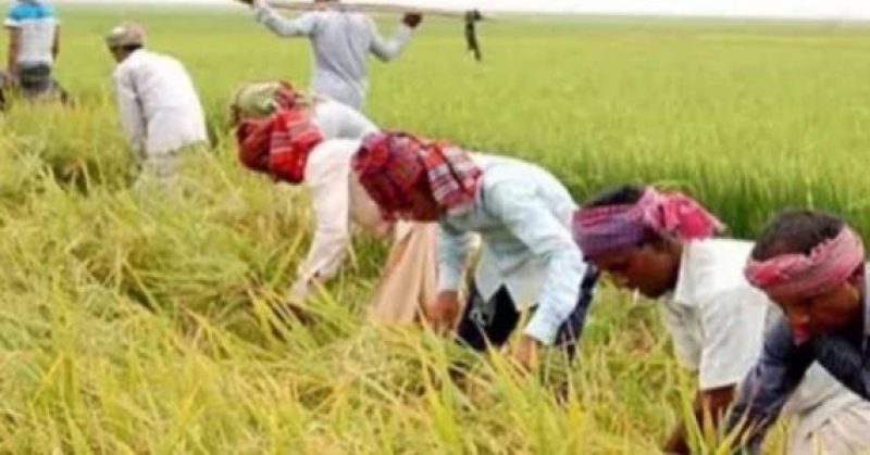 farmers-harvesting-paddy-in-meherpur-614f0e92bed3b90e97b5f6cd3f8344b01739591675.jpg