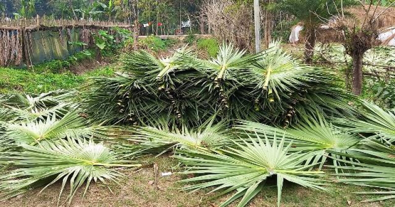 palm-branches-harvested-to-make-has-pakha-for-the-upcoming-summer-57dacd7cc702fa2814ca1c0dc919901d1740281356.jpg