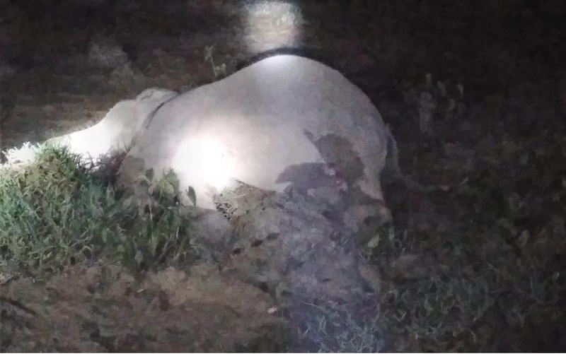 body-of-an-elephant-that-dies-from-electricution-in-sherpur-on-thursday-unb-c9667e0bc72e60d4406adb66239cf8961742538112.jpg