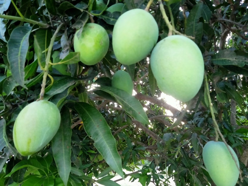 mango-crop-in-rajshahi-dfae79da3984042ed1c21d9f01d9cda31746637101.jpg