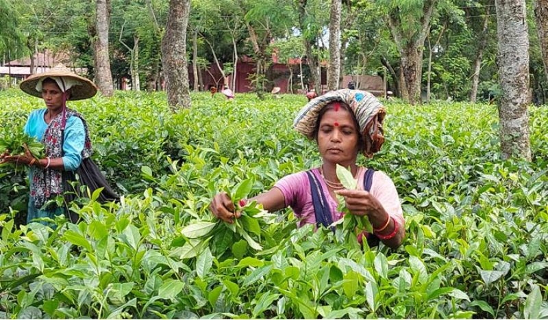 tea-workers-at-work-783691a650ea8ad768247a106c5c5d7a1747851140.jpg
