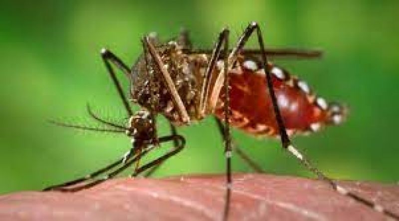 dengue-mosquito-fdb2cc5e20d98498fdcb8ec437bd07e01750181989.jpg